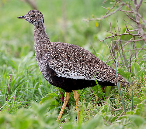 Southern Black Korhaan female